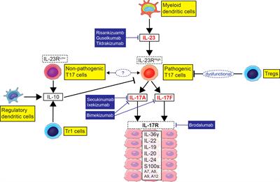 The imbalance between Type 17 T-cells and regulatory immune cell subsets in psoriasis vulgaris